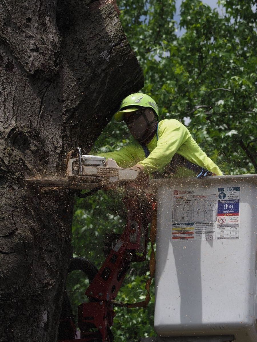 Tree Trimming & Pruning