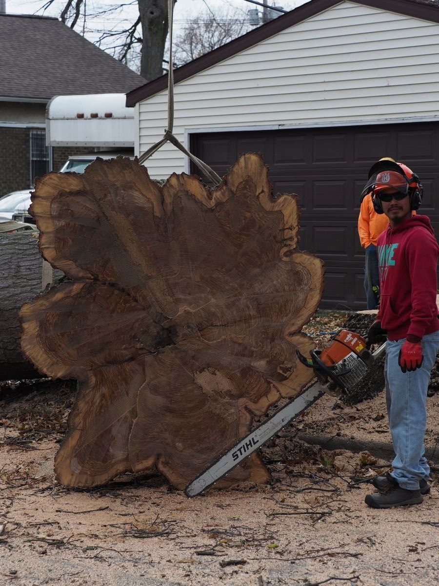 Beautiful Burl Cross-Section