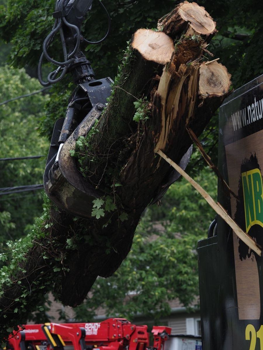 Crane Grabbing Trunk