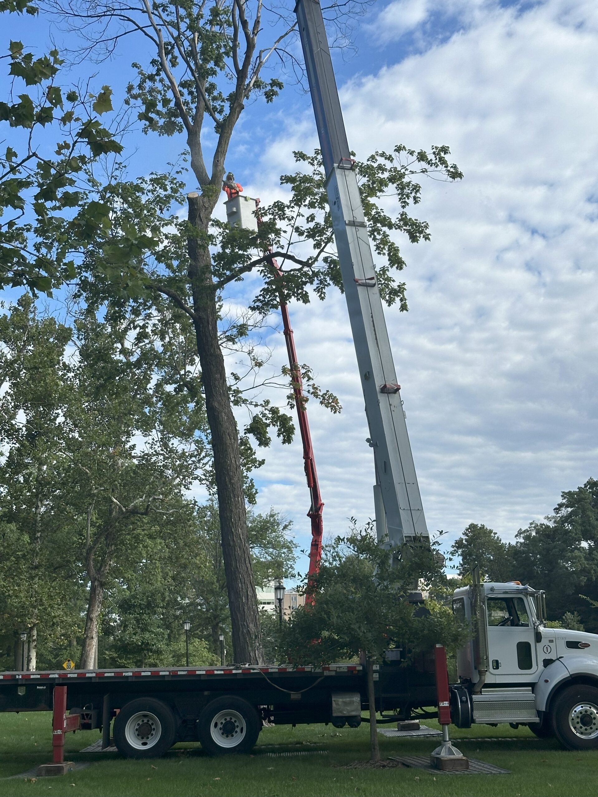 Crane Tree Removal